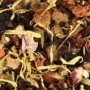 L'églantine 100g Bio